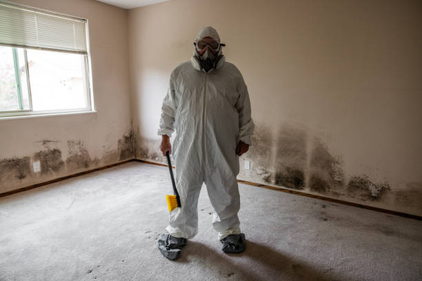 Trusted Hebron, KY Mold Removal Experts